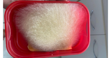 Como reconhecer um queijo estragado?