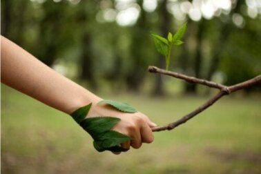 As 14 melhores frases para os amantes da natureza, das plantas e da vida
