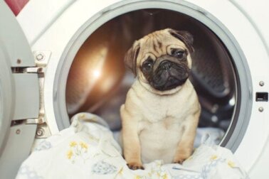Cama de pet limpa e segura: 5 dicas essenciais para desinfetá-la