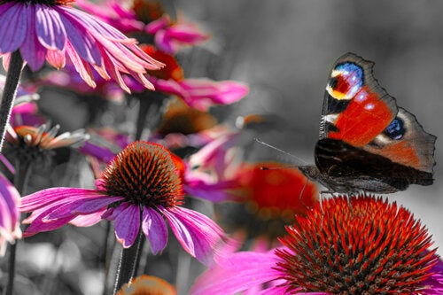Como ter um jardim de borboletas em casa: plantas, cuidados e mais dicas