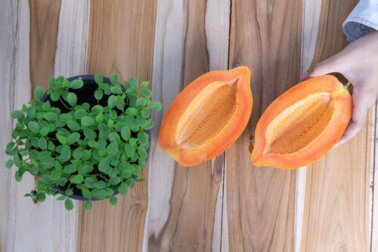 Veja como cultivar mamão em casa e colher em menos de 1 ano