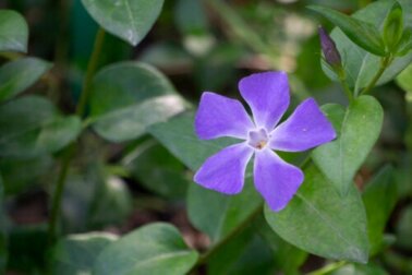 Guia de cuidados das pervincas: encha seu jardim com flores nesta primavera