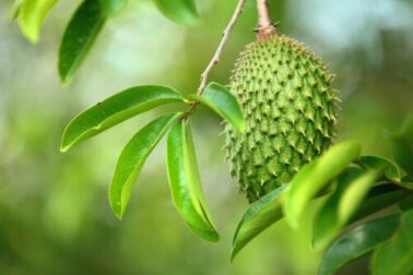 Folha de graviola: propriedades nutricionais, usos e preparo