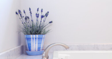 Conheça 3 plantas que estimulam a paz