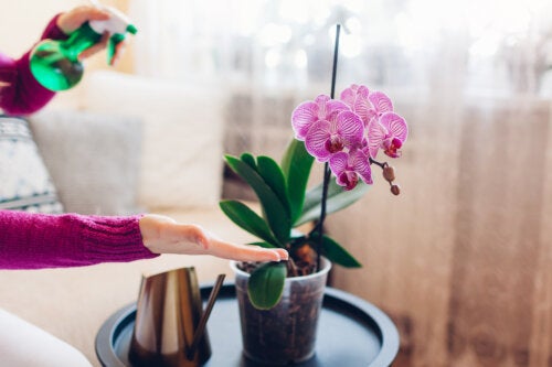 As 7 orquídeas de interior mais coloridas e vibrantes para decorar sua casa