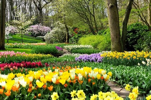 Chegou a primavera! Plante estes 8 bulbos em seu jardim para enchê-lo de vida e cor