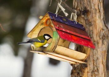 Comedouros para pássaros: benefícios e como fazer em casa