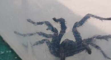 Aranhas venenosas capazes de picar debaixo d'água invadem residências na Austrália