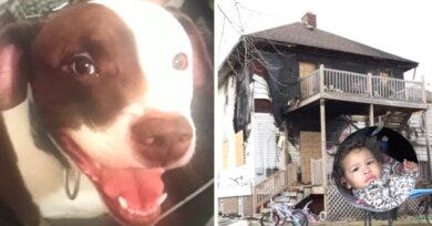 Animal de estimação ajuda a salvar criança de incêndio em casa