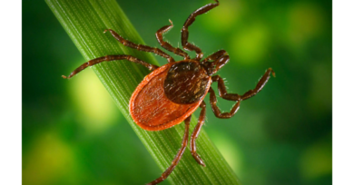 Vírus da encefalite: Reino Unido confirma 1º caso de doença rara transmitida por carrapato