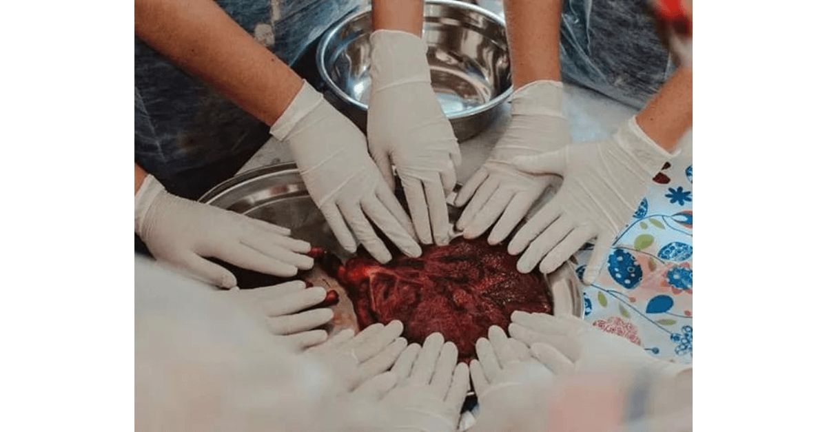 curativos à base de placenta