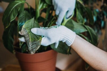 3 truques eficazes para manter suas plantas de interior livres de fungos