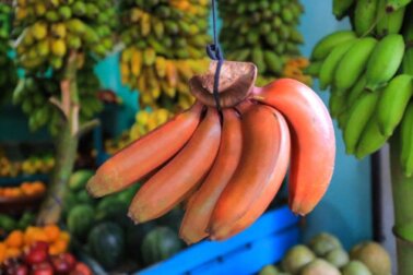 Banana vermelha: quais são seus benefícios?
