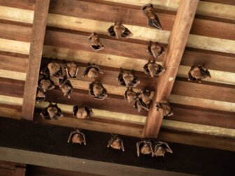 4 dicas para espantar os morcegos da sua casa