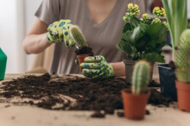 Como replantar um cacto sem se machucar: um guia passo a passo