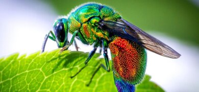 Conheça 5 espécies de vespas assustadoras