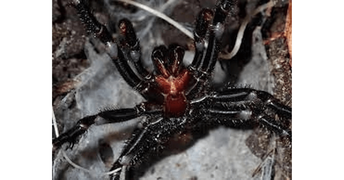 animais mais perigosos