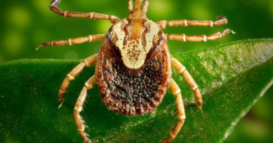 Febre maculosa: tudo o que você precisa saber sobre a doença