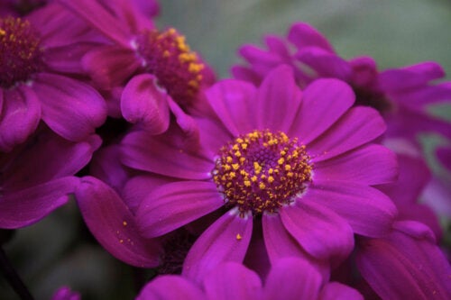 11 flores roxas para deixar seu jardim elegante