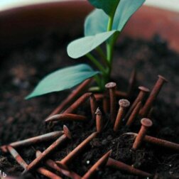 Como usar pregos enferrujados para fornecer ferro às plantas