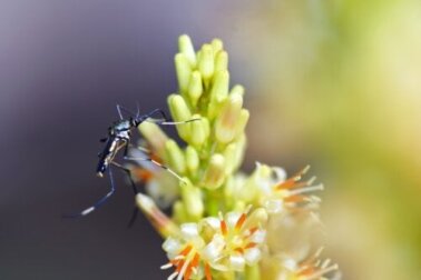 Evite esses 2 tipos de plantas que atraem mosquitos se você é propenso a picadas