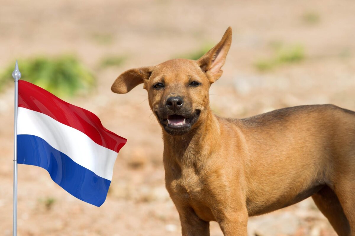 Holanda zera número de cães em situação de rua