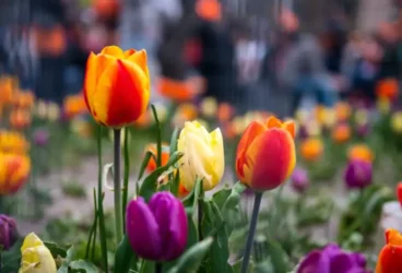 Significado das tulipas de acordo com sua cor