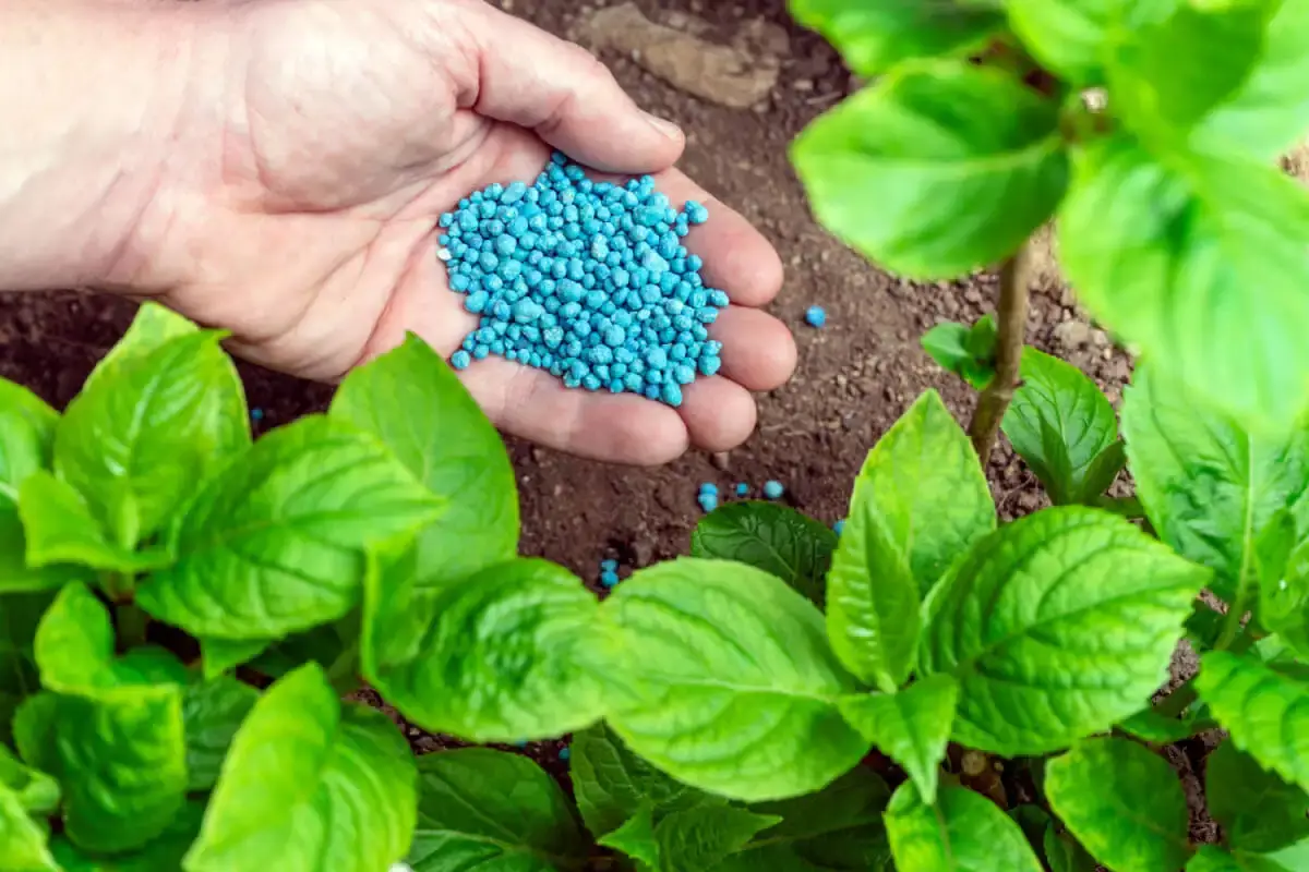 8 maneiras de adicionar nitrogênio e fósforo às suas plantas organicamente