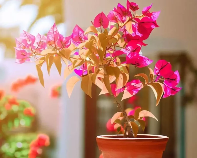 Como plantar primaveras em vasos e cuidar de suas flores trepadeiras