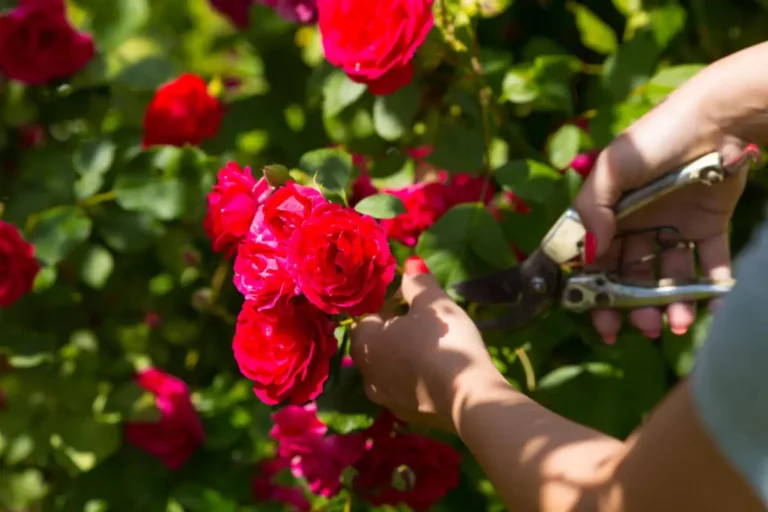 5 dicas profissionais para podar roseiras sem danificá-las