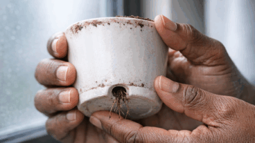 4 sinais de que o vaso está bonito, mas pequeno demais para a planta continuar bem