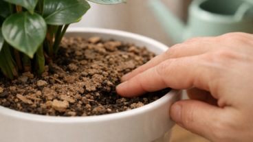 Quando a terra seca só na superfície, regar de novo pode atrapalhar mais a planta do que ajudar