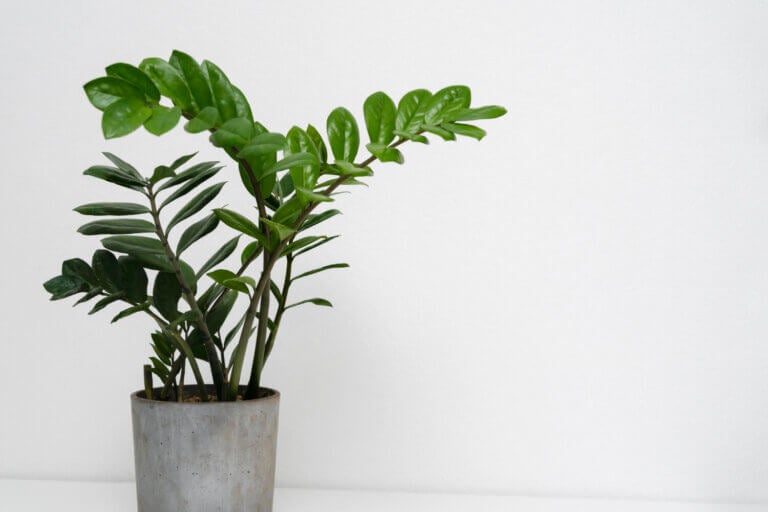 Folhas brilhantes com aspecto escultural que adoram ser esquecidas. Uma planta ultrarresistente que prefere a escassez de água ao excesso de cuidados.