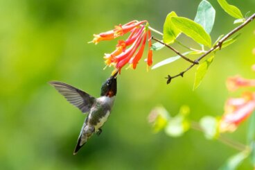 Quer atrair beija-flores para o jardim? 7 flores que ajudam nisso