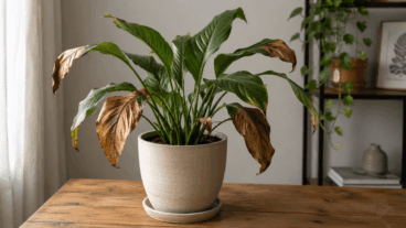 Folhas marrons e secas: causas comuns e como corrigir isso em casa