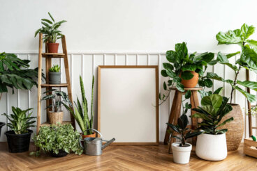 Plantas indestrutíveis: 9 opções ideais se você não tem jeito para jardinagem