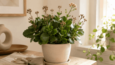Kalanchoe após a floração: como podá-la, regá-la e evitar que pareça uma planta abandonada