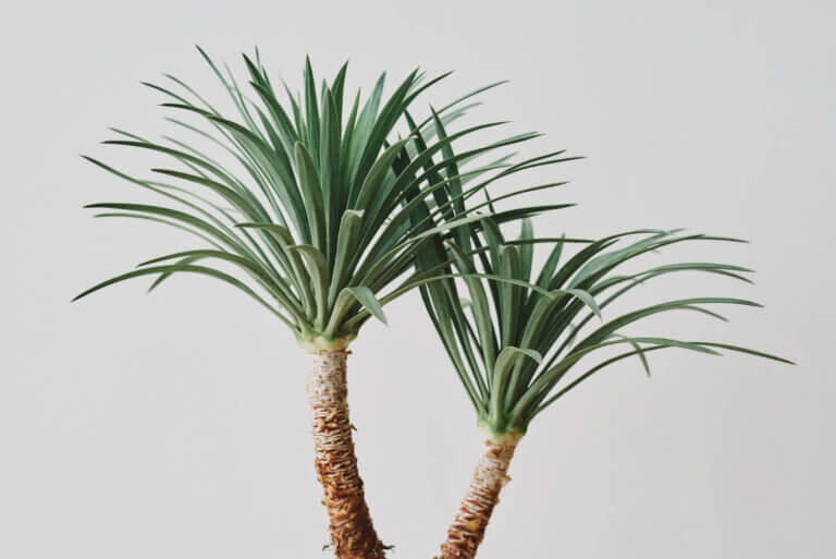 Um toque tropical de porte esguio para a sua sala de estar. Ela tolera a negligência ocasional e purifica o ambiente, adaptando-se muito bem à luz moderada.