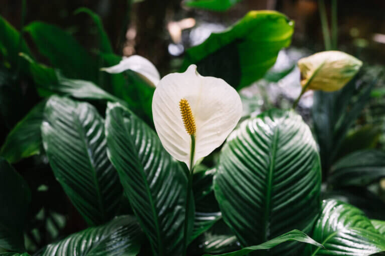 Embora seja uma planta extremamente elegante em ambientes internos, o calor externo enfraquece suas folhas a ponto de derrubá-las.