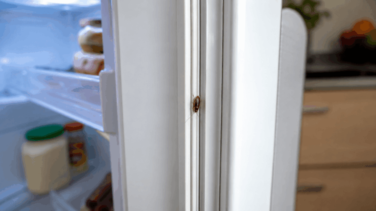 5 sinais da presença de baratas na vedação da geladeira e como eliminá-las