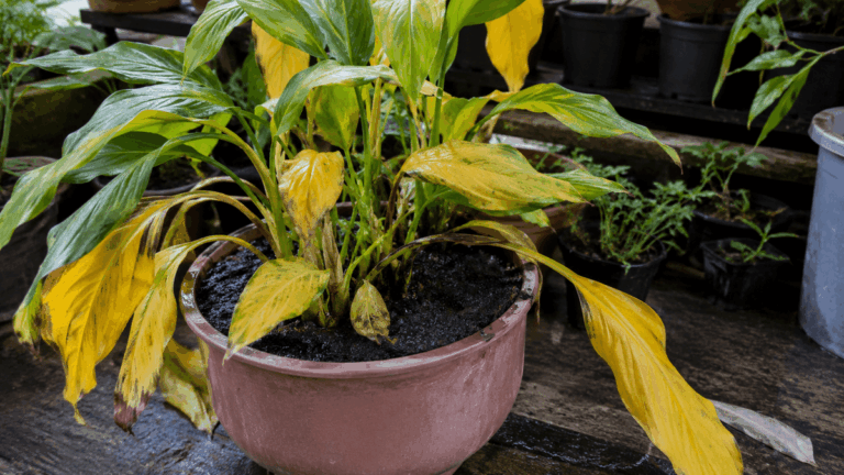 Folhas amareladas? Veja como usar vinagre para recuperar suas plantas