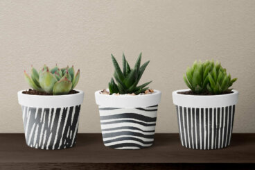 Suculentas em vasos decorativos: o erro de drenagem que encurta sua vida