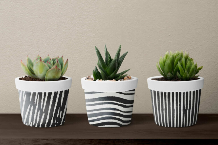 Suculentas em vasos decorativos: o erro de drenagem que encurta sua vida