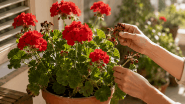 Seu gerânio vermelho perdeu as flores por causa do calor? Como ajudá-lo sem regá-lo em excesso