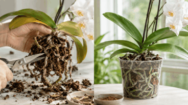 Como recuperar uma orquídea moribunda: o passo a passo para salvá-la, de acordo com seu estado