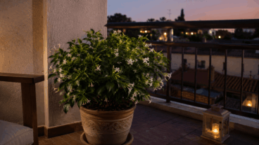 Dama-da-noite no terraço: como podá-la para que exale perfume sem ocupar muito espaço?