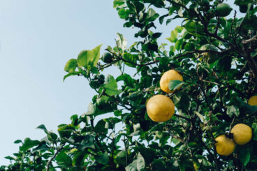 Essas 9 plantas dão frutos quase o ano todo, se você cuidar bem delas