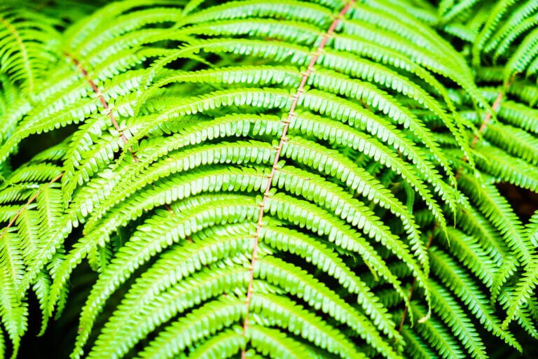 Na varanda, o substrato perde umidade rapidamente, desidratando a planta por completo.