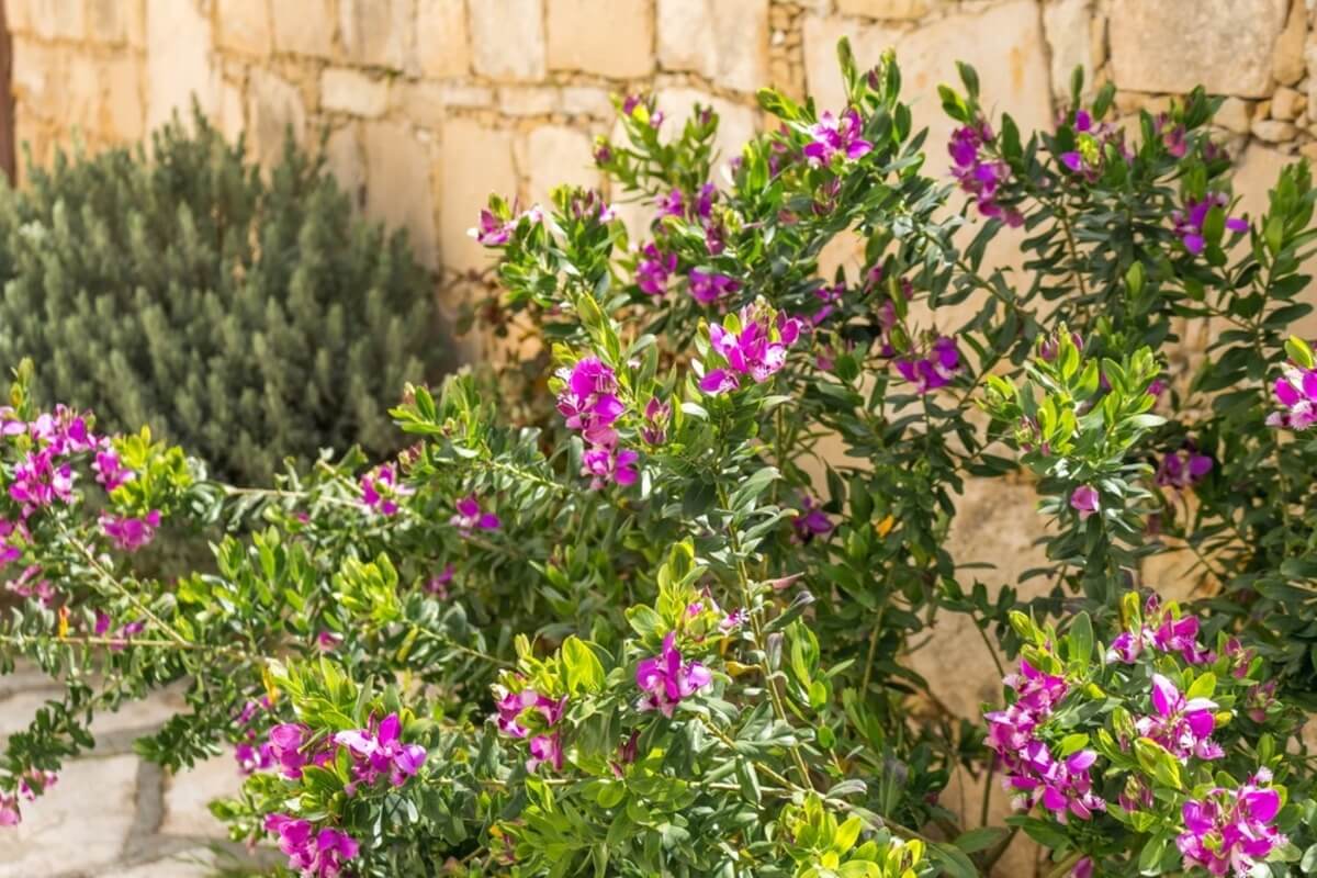 Polygala myrtifolia