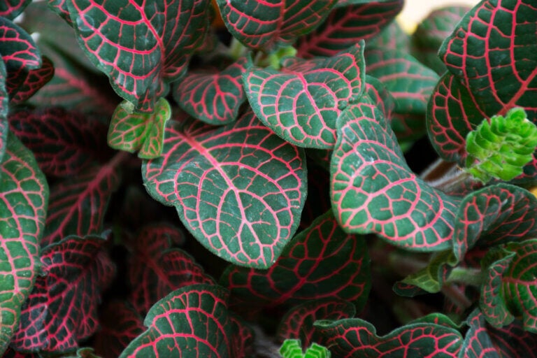 Sua natureza tropical exige sombra e umidade constante; o ambiente aberto de um terraço a murcha imediatamente.